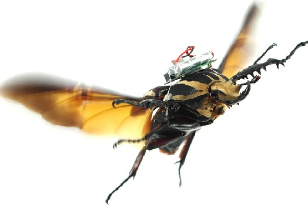 One of the giant flower beetles, in human-controlled flight (Photo: Tat Thang Vo Doan and Hirotaka Sato/NTU Singapore)