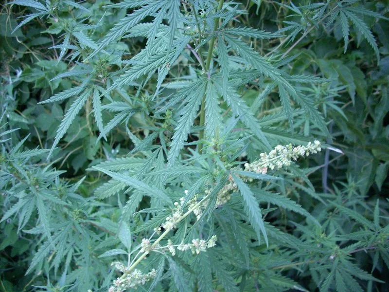Some of the wild types of cannabis plants found in the area