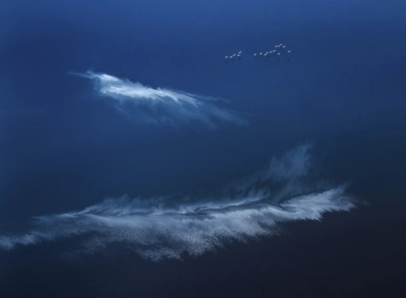 Feather: Commended in the Nature category