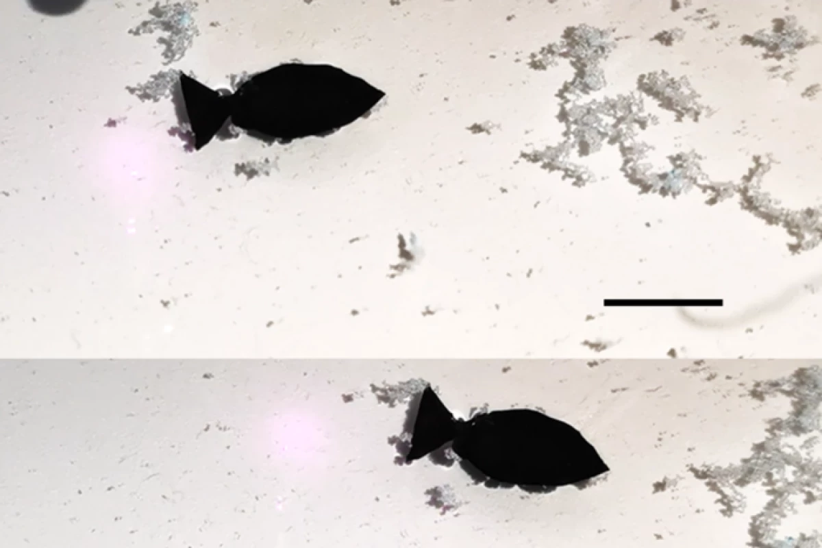 A new breed of fish-like soft robots could help address microplastic pollution in contaminated waters