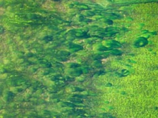 Algae has the potential to provide a clean alternative to petroleum-derived fuels