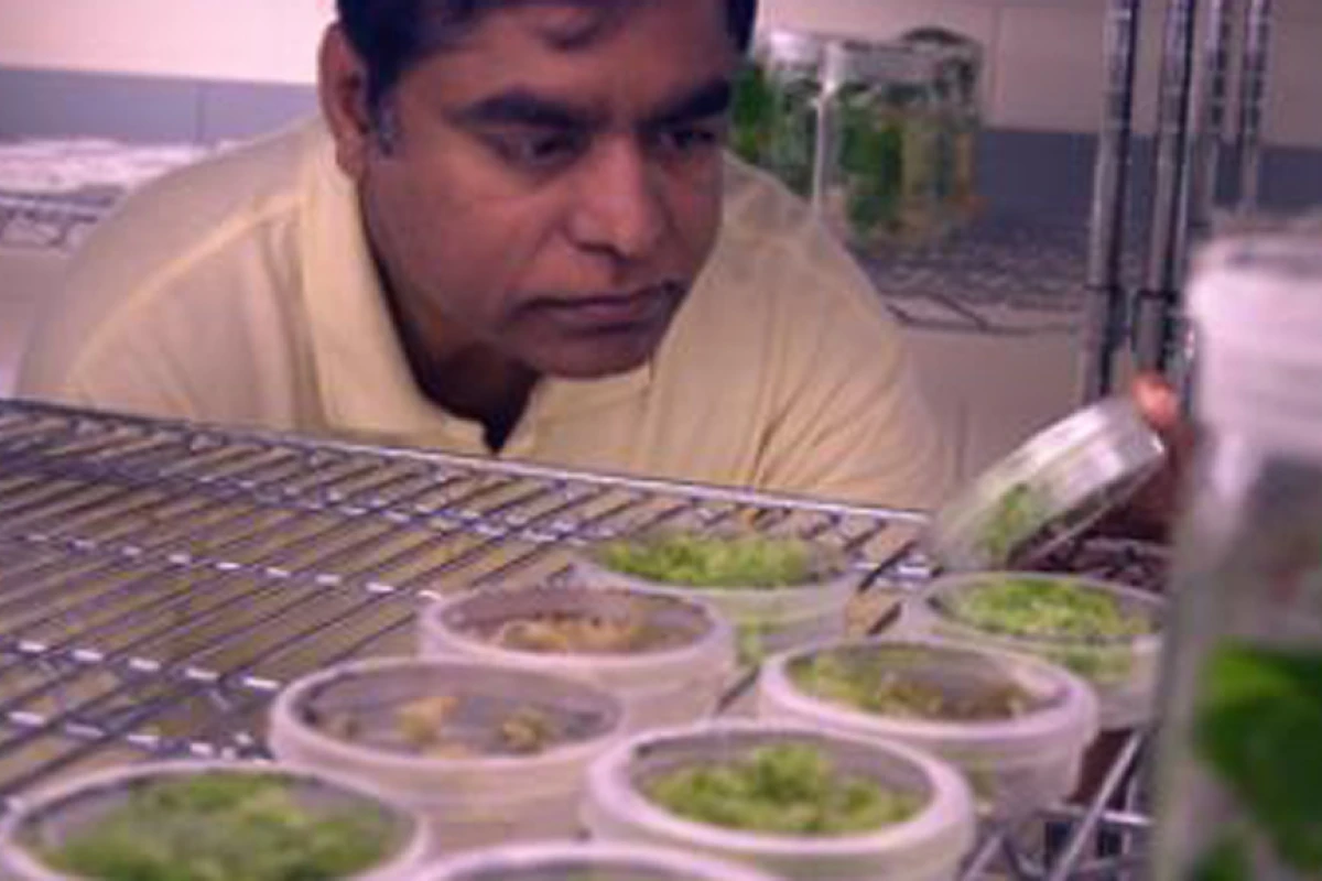 Dr. Henry Daniell has developed a cheap way to produce ethanol from waste materials (Image: Jacque Brund)