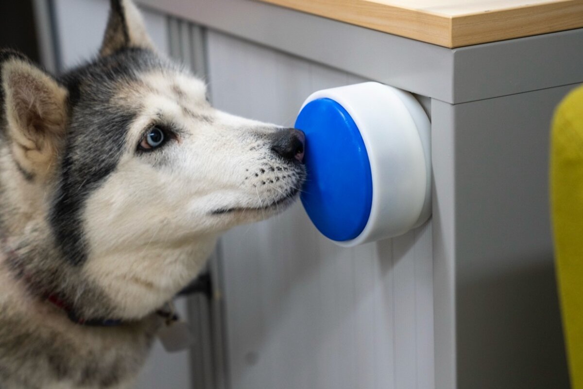 Big blue button lets service dogs control human companions' devices