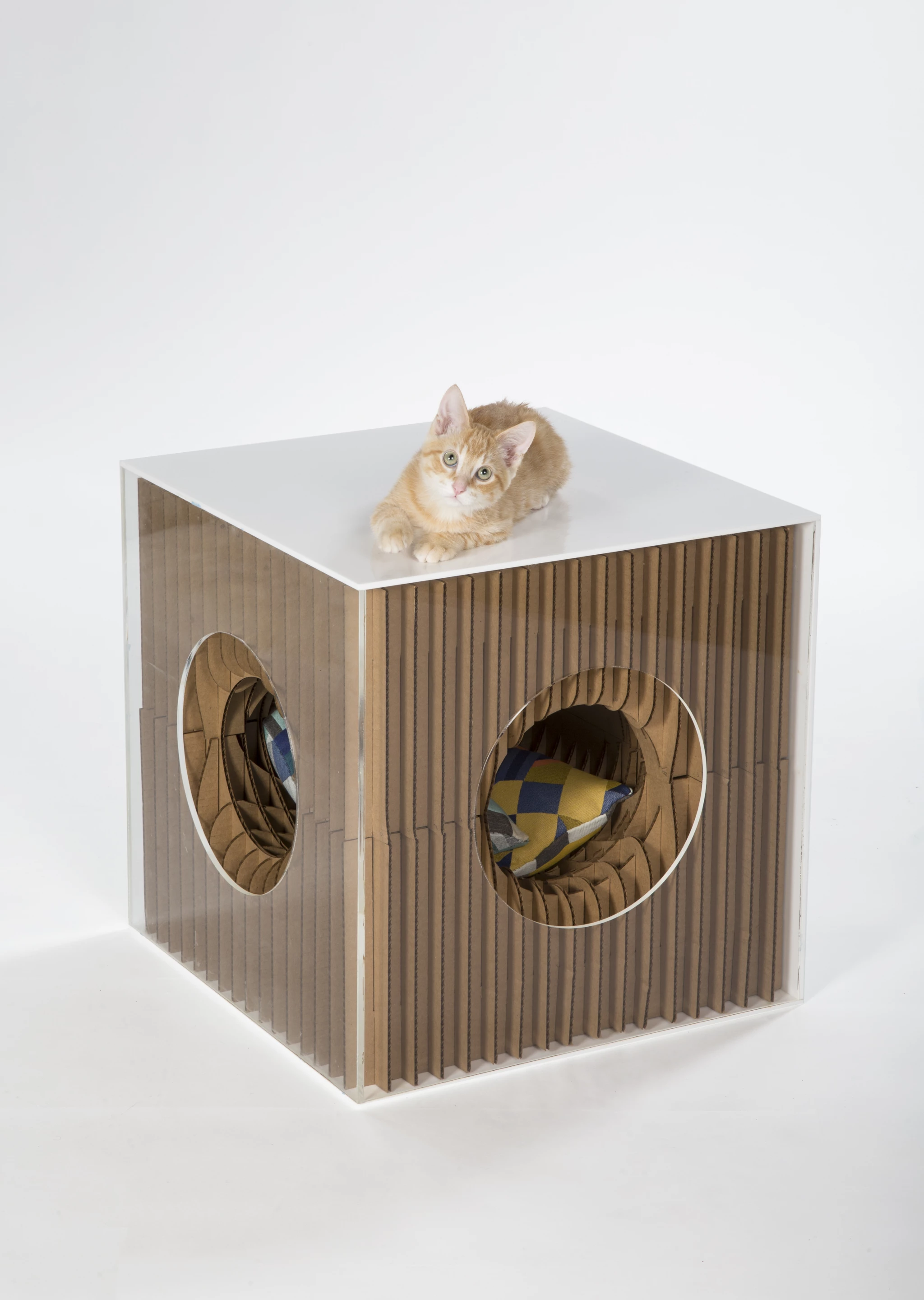 HOK's unnamed shelter serves as a playful mini-maze and a peaceful place to rest for a happy cat