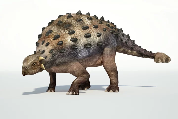 The ankylosaurus apparently had a nose for keeping a cool head