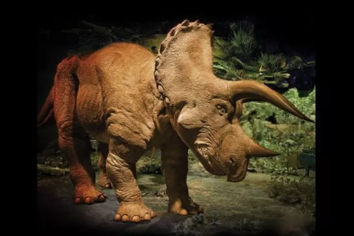 Hammacher Schlemmer is now selling a 20 foot-long interactive animatronic Triceratops, for US$350,000