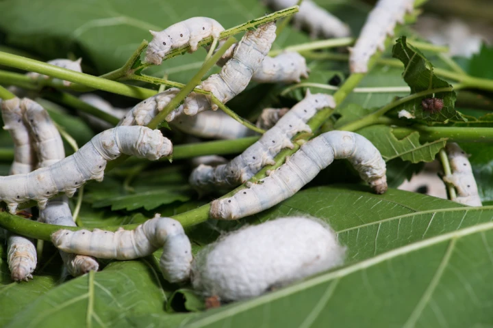 Protein from silkworm cocoons has been used to create strong yet biodegradable bone fixation devices (Photo: Shutterstock)