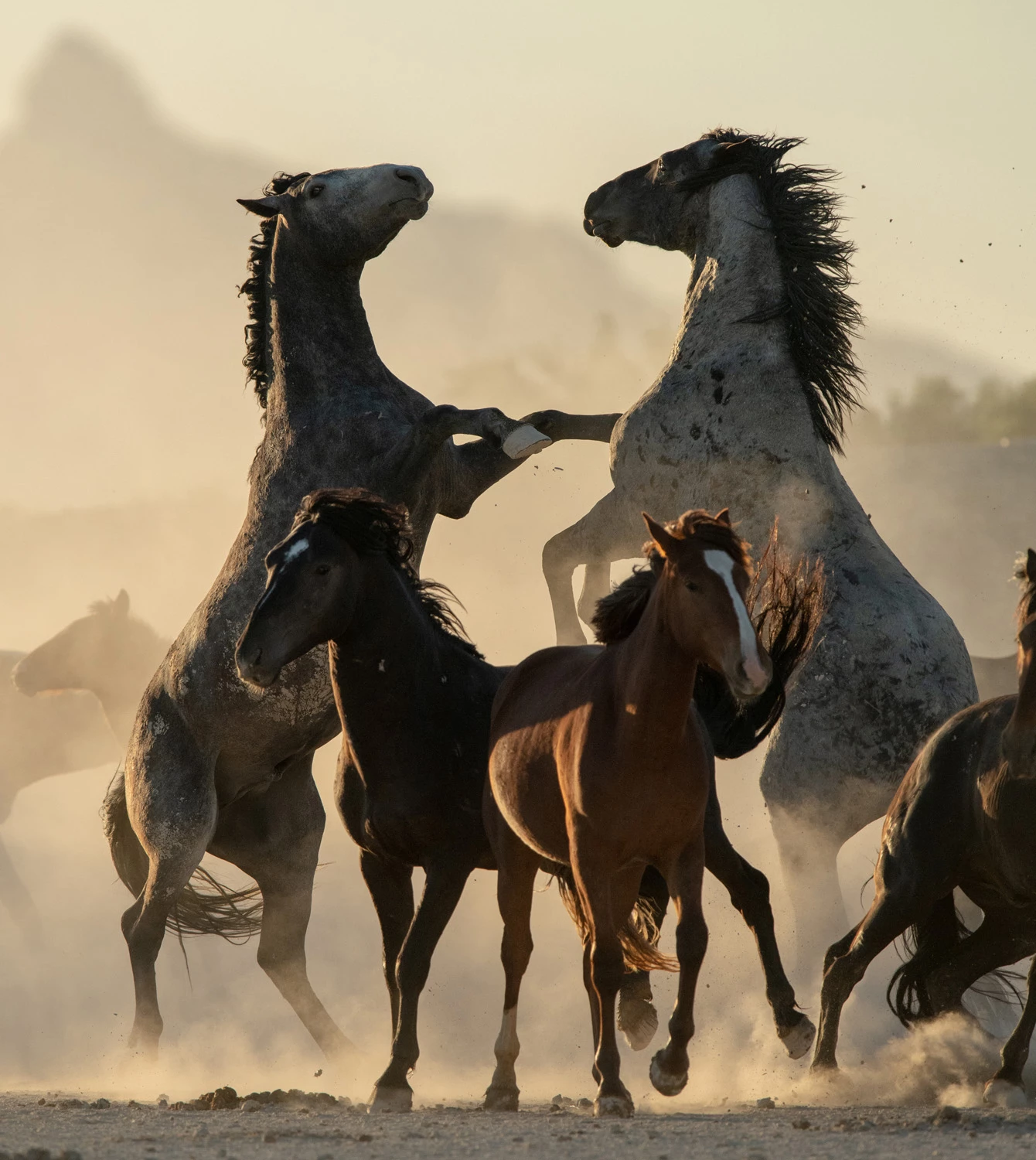 Winner, Thrills & Adventures portfolio. Two wild stallions battle for hierarchy