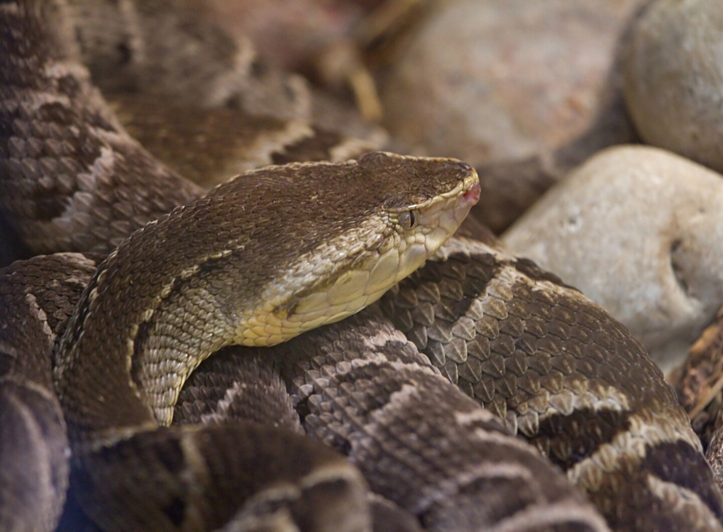 Hydrogel infused with snake venom stops bleeding within seconds