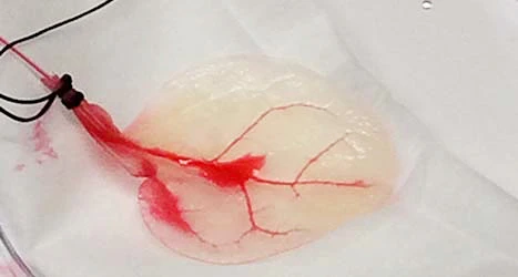 Decellularized spinach leaf with human heart cells
