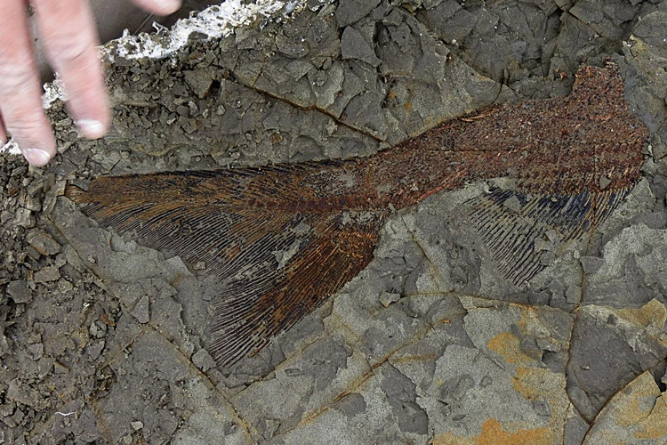 A perfectly preserved fish tail from Tanis deposit