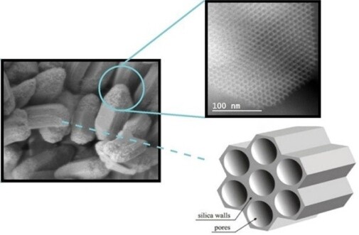 Some of the mesoporous silica particles (MSPs) used in the study