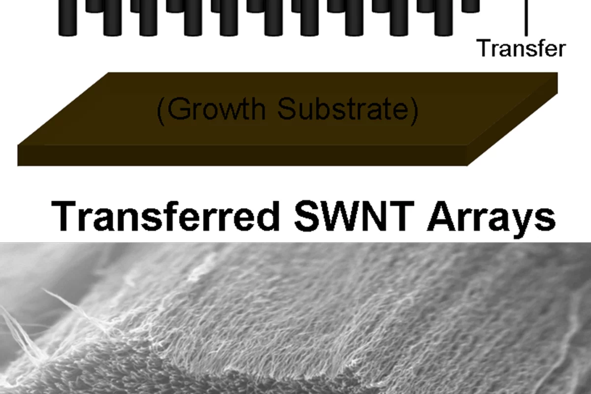 A method developed at Rice University allows bundles of vertically aligned single-wall carbon nanotubes to be transferred intact to a conductive substrate