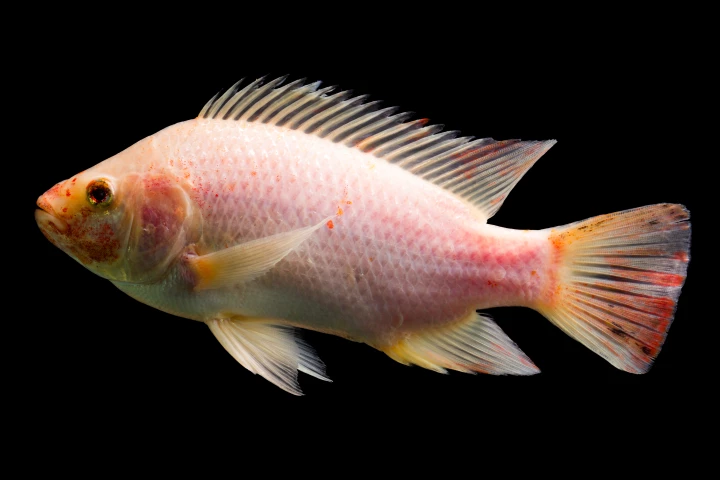 Like those of other fish, the scales of the red tilapia are surprisingly useful