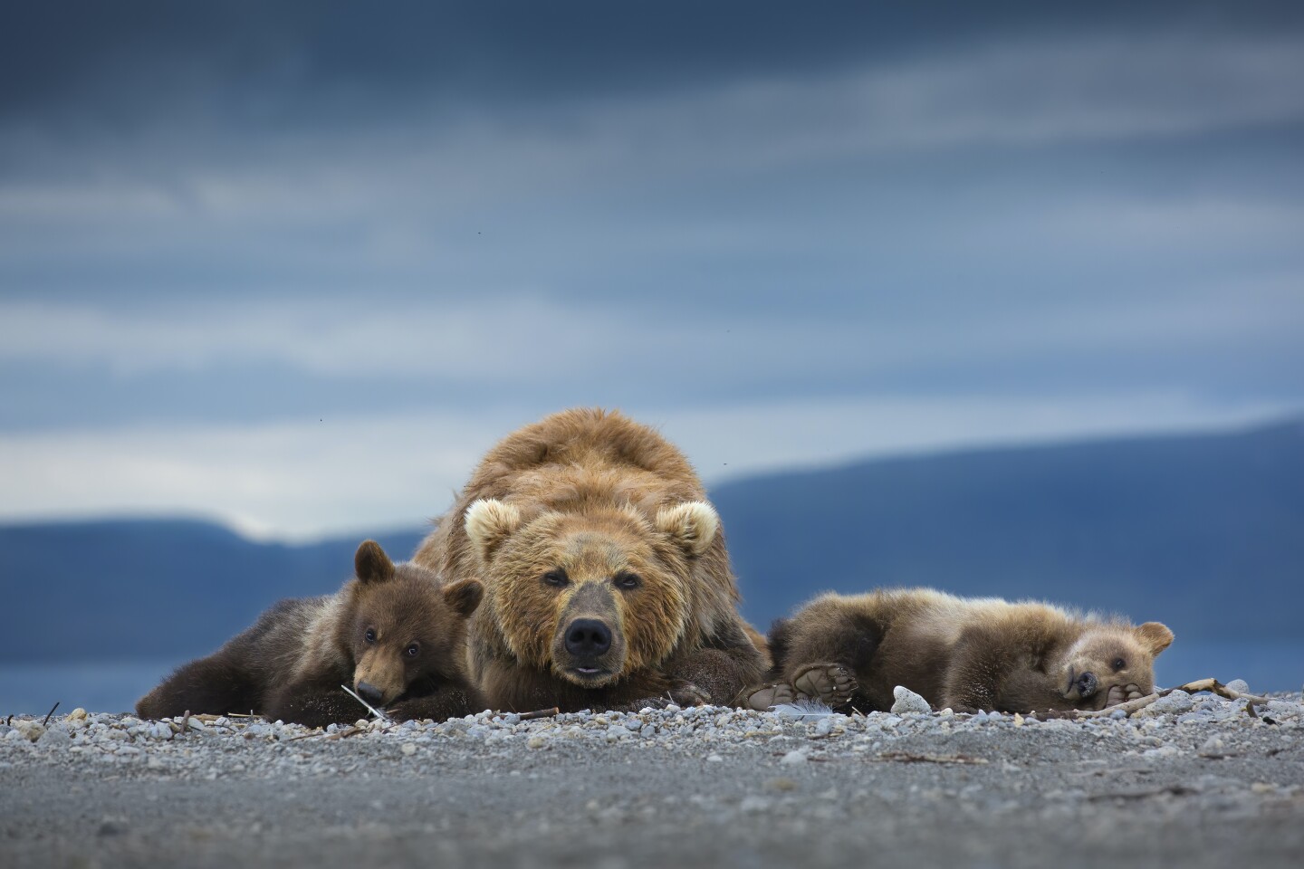 Silver, Animal Portraits. A Doting Mother. Kamchatka Brown Bear (Ursus arctos beringianus). South Kamchatka Sanctuary, Russia