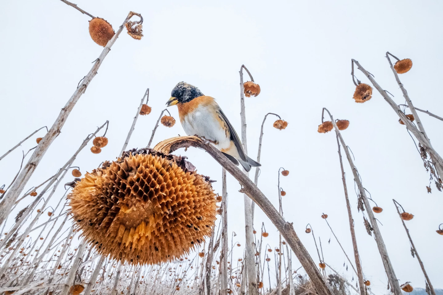 Birds in the Environment, gold award winner. "Sunflower Paradise" (