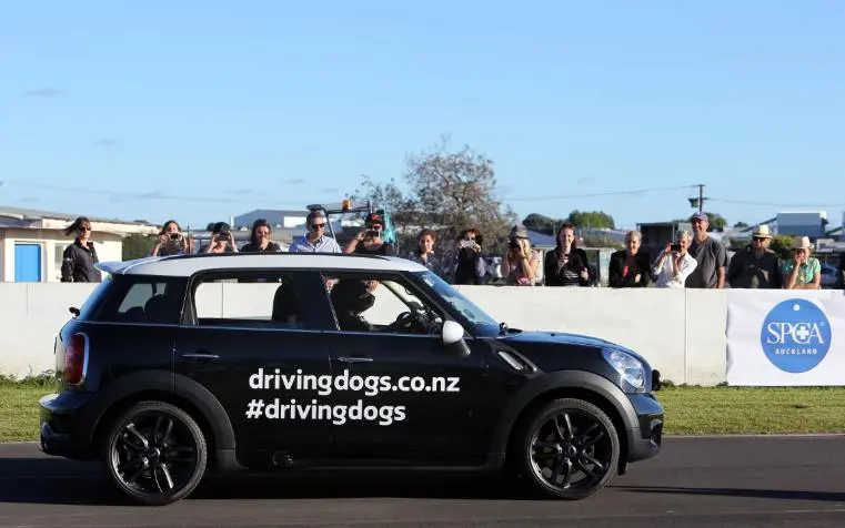 Driving dogs
