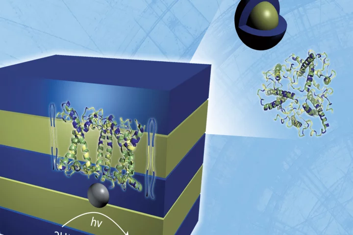 Neutron scattering analysis reveals the lamellar structure of a hydrogen-producing, biohybrid composite material formed by the self-assembly of naturally occurring, light harvesting proteins with polymers