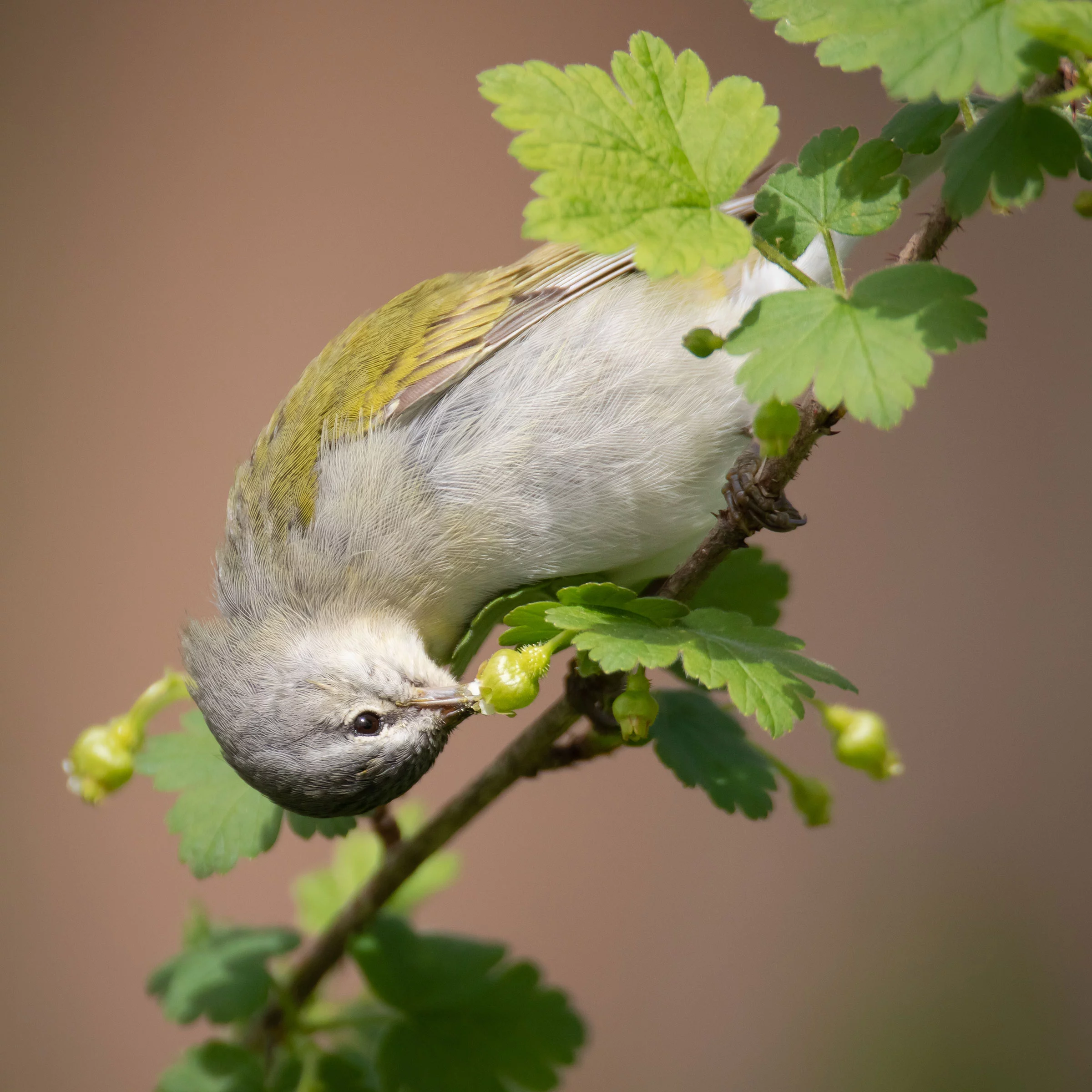 Honorable Mention - Plants For Birds. Tennessee Warbler on an eastern prickly gooseberry. Point Pelee National Park, Ontario, Canada