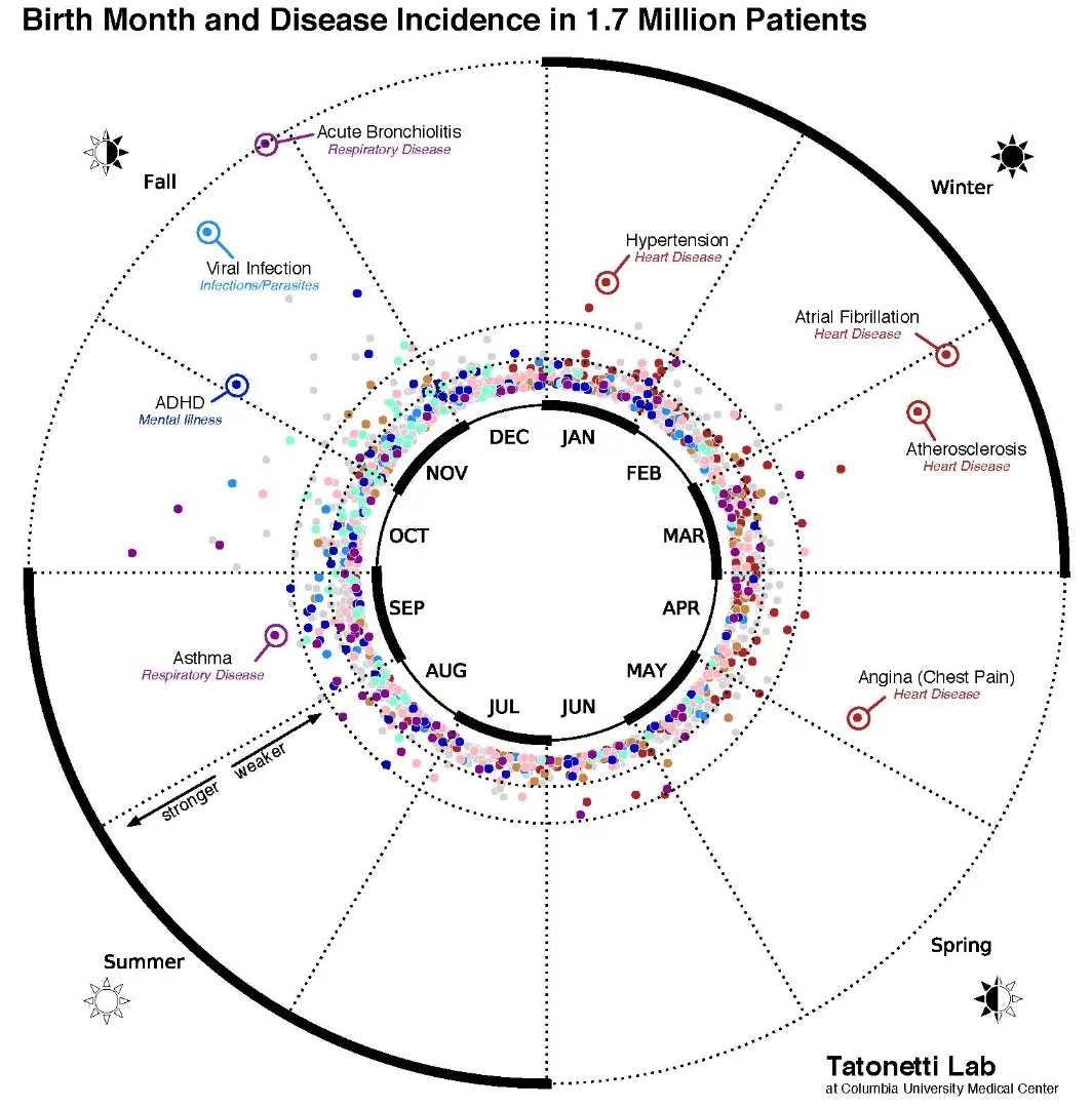 This data visualization maps the statistical relationship between birth month and disease incidence in the electronic records of 1.7 million New York City patients