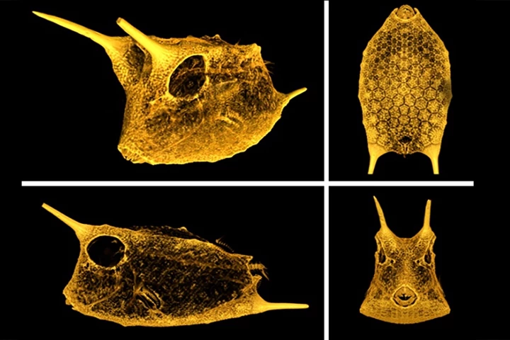 The carapace of a boxfish features a unique hexagonal scale structure