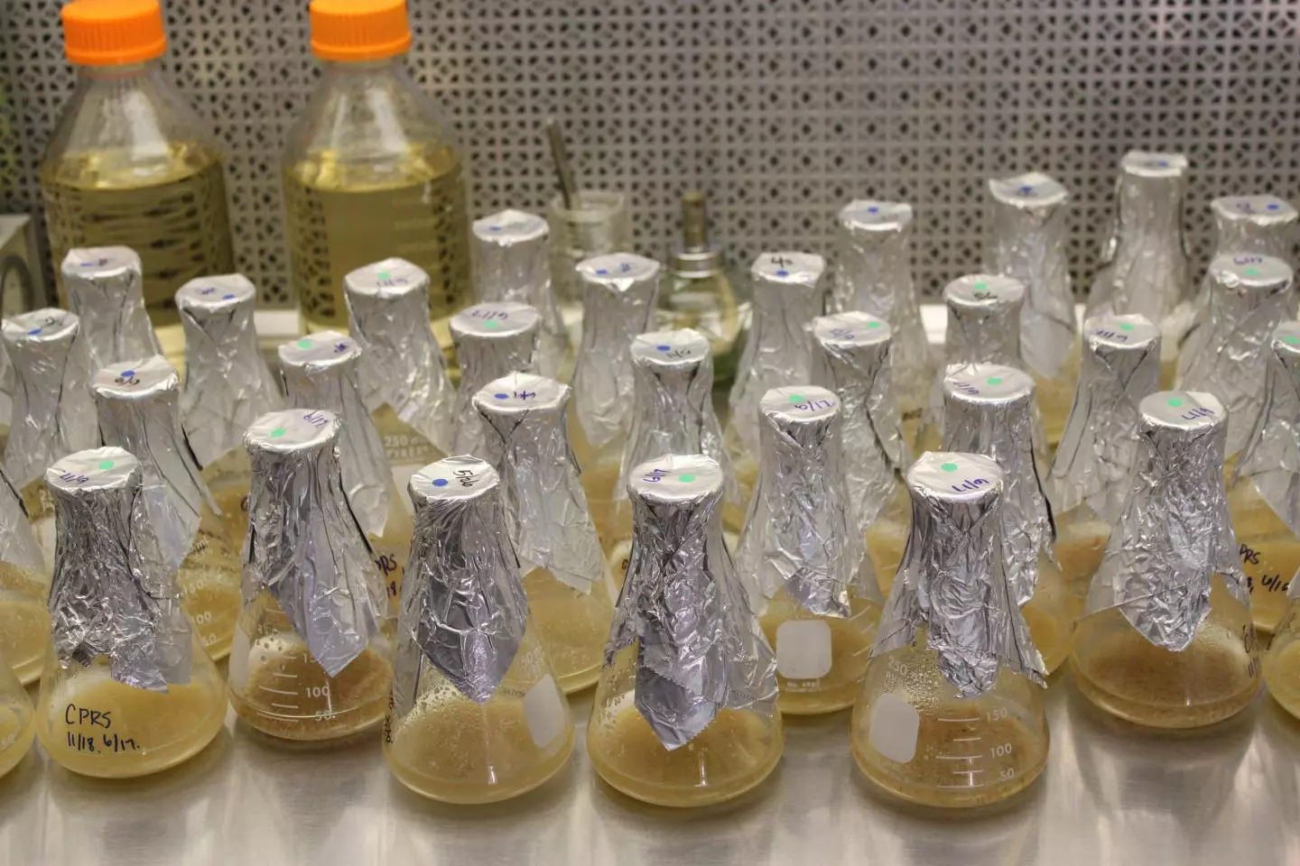 Researchers nurture plant cell selections for high-protein rice lines