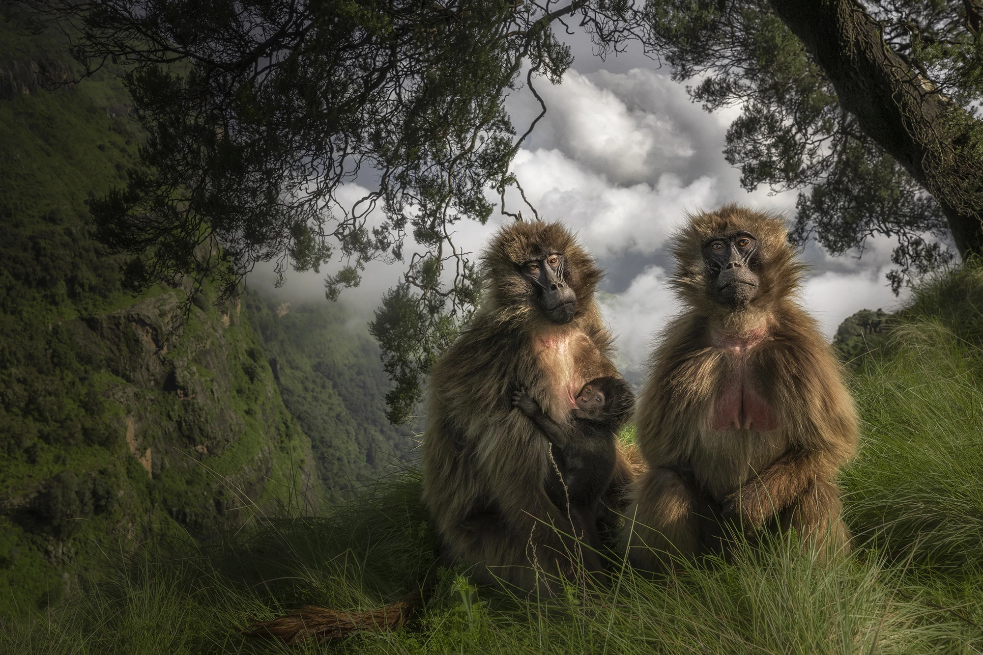 'The Grassland Geladas', Italy