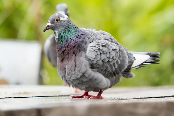 A recent research project found that homing pigeons like to fly in pairs when they can, despite it costing them more energy