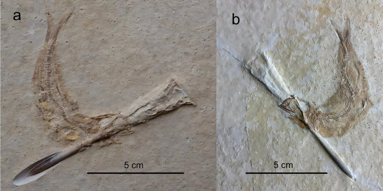 Tharsis specimens with belemnite lodged through mouth and gill apparatus from the Solnhofen Archipelago Bavaria, Germany. (a) J. Geppert specimen from the Eichstätt or Solnhofen Basin (b) S. Schäfer specimen from the Eichstätt Basin