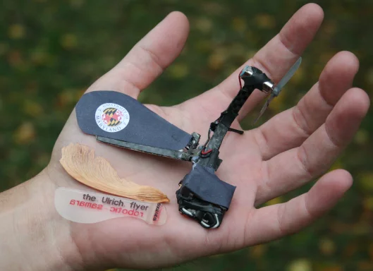 The smallest monocopter built by Ulrich to-date, with a maximum dimension of 95mm and a wing equal in size to a natural samara (Photo: Evan Ulrich/A. James Clark School of Engineering, U-Md.)