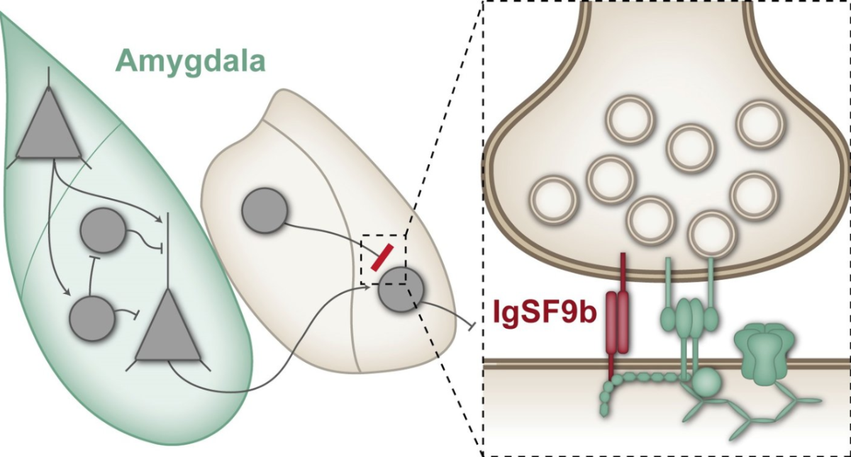 The protein IgSF9b builds "bridges" across inhibitory synapses, which can cancel out the important inhibitory effect and increase anxiety