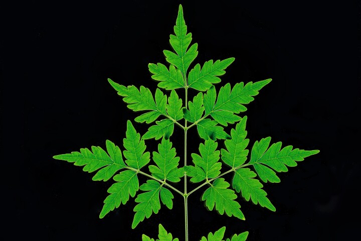 The Chinaberry produces a natural bee-friendly pesticide known as azadirone