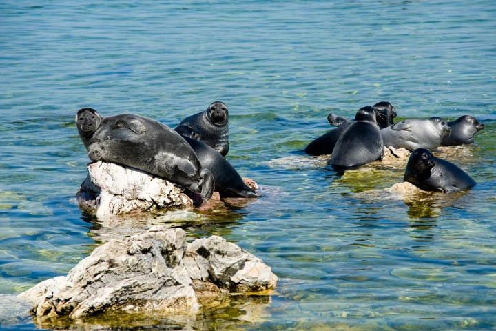A group of Baikal seals, which eat a surprising number of amphipods