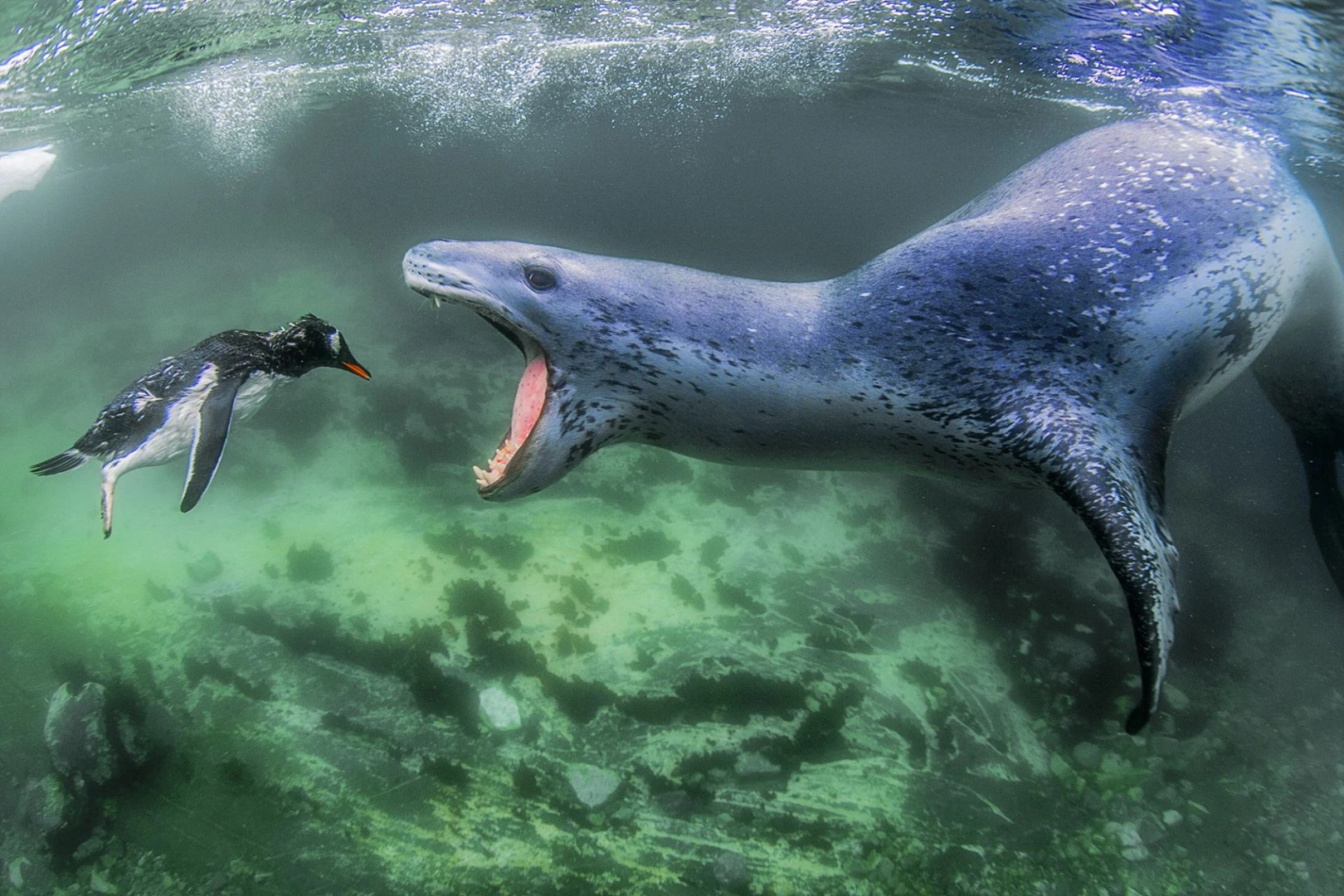 Winner of Animals in their Environment. The seal released the penguin twice and the terrified penguin succeeded in escaping, but the seal continued chasing after it, and on the third attempt, drowned the penguin and devoured it