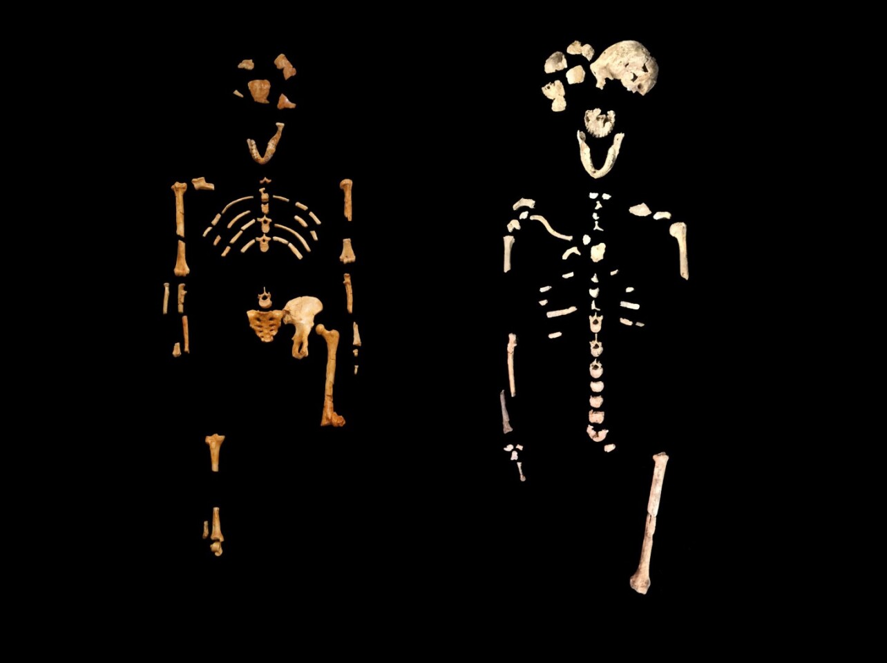 A comparison between the famous "Lucy" skeleton (on the left) and the recently unearthed "Neo" (right)