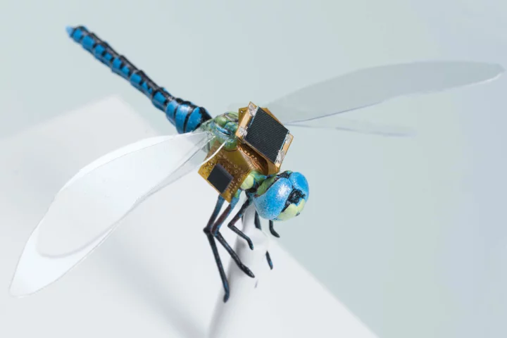 Through the DragonflEye project, researchers are developing cyborg dragonflies that can be remotely controlled thanks to electronics wired directly into their brain
