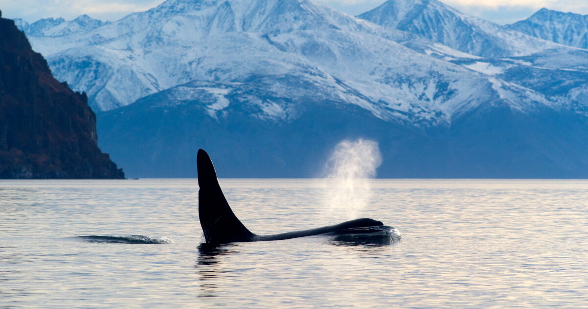 First-ever footage: Orcas use dolphins as 'radar-equipped ...