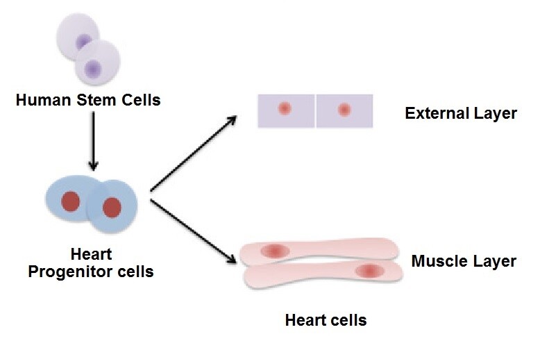 Researchers at Pennsylvania State University claim to have used modified human stem cells to regenerate the cells that cover the external surface of a human heart, with the hope to eventually create entire heart muscles in this way