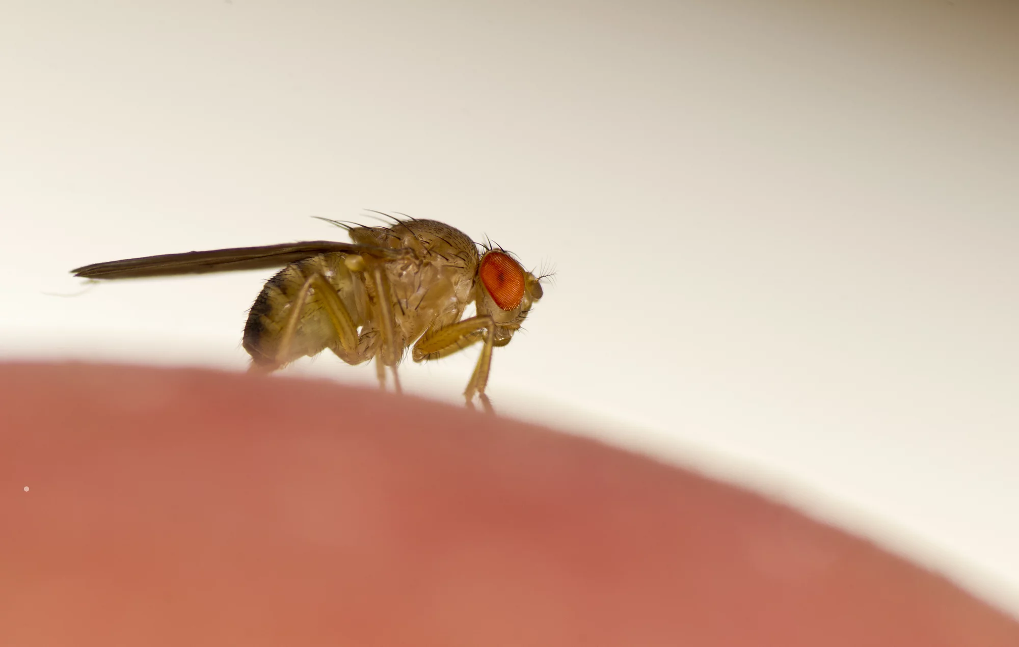 A new study has made fruit flies that are essentially remote-controlled