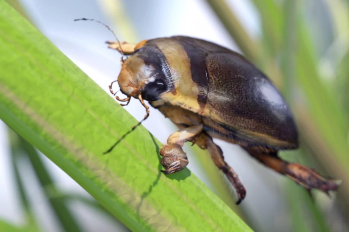 The male Hydaticus pacificus beetle, putting the setae on his forelegs to use