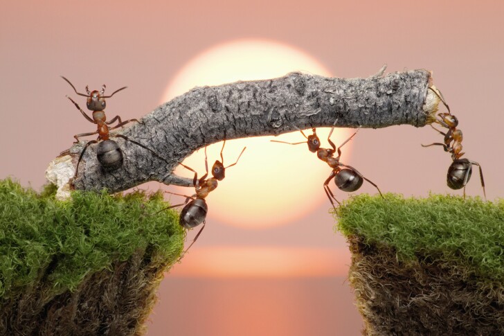 If insects feel pain, what are the ethical implications for current insect farming practices?