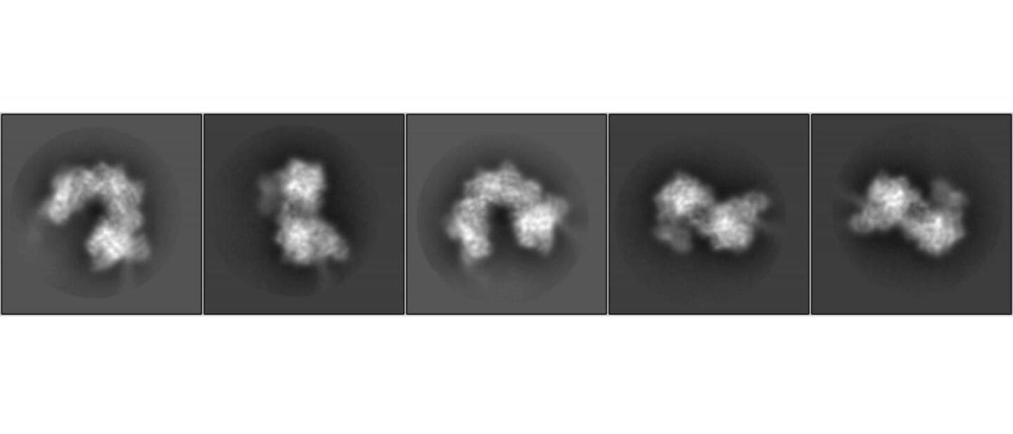 Cryo-electron microscope images of the INTEGRATE system