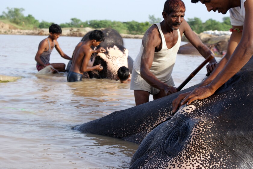 Regular bathing is essential for the elephants to maintain good health (Photo: Rajesh Vora)