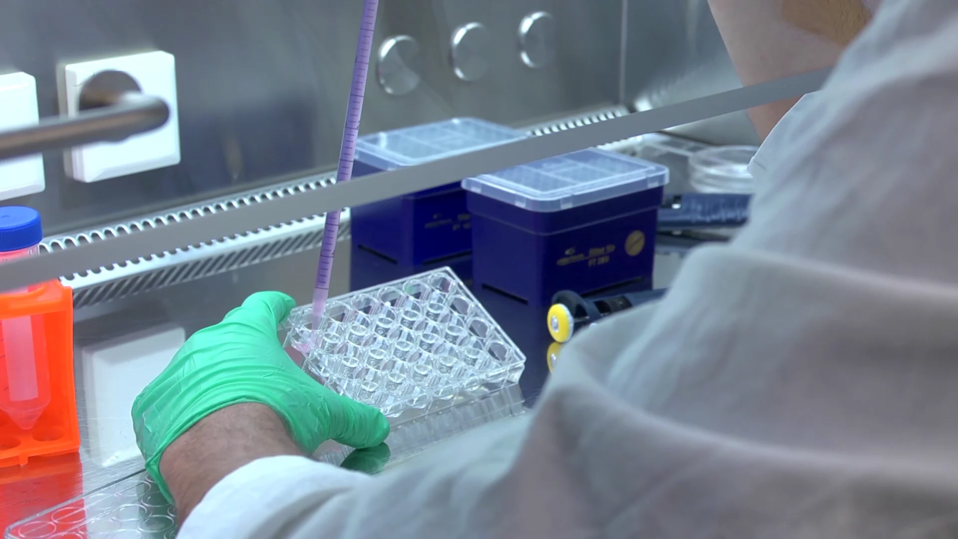 Cultured beef cells in Petri dishes