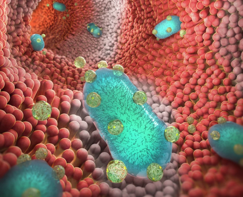 An artist's impression of probiotic bacteria wearing nanoparticle "backpacks" to help them fight inflammatory bowel diseases