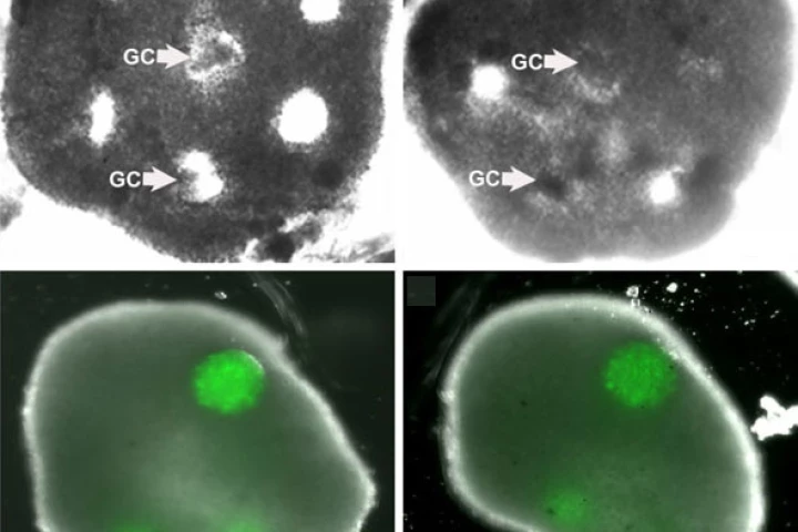An engineered honeycomb of cultured theca cells (top row) envelopes spheres of granulosa cells (GC). The bottom row shows the tissue after 48 hours (left) and after five days (Image: Carson Lab / Brown University)