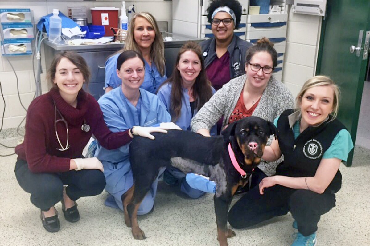 Vets use fish skins as grafts, putting burned Rottweiler on road to recovery Vets use fish skins as grafts, putting burned Rottweiler on road to recovery
