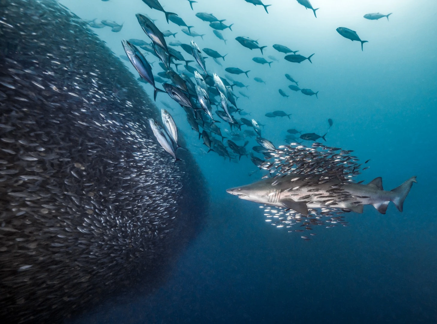 2nd Place in the Mirrorless Behavior category. Curious sand tiger sharks off the coast of Morehead City, North Carolina, USA