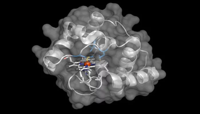 The molecular structure of an engineered enzyme that allows bacteria to build compounds containing boron-carbon bonds, which no known life form was able to do previously