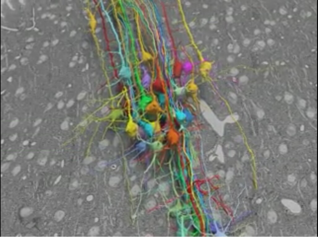 A medium resolution 3D construction of the area imaged for the researchers' demonstration gives a sense of the scale – this tiny sliver of a brain contains, at a size smaller than you can see, the section studied